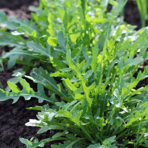 Arugula