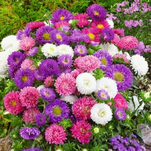 Aster Colour Carpet Mix