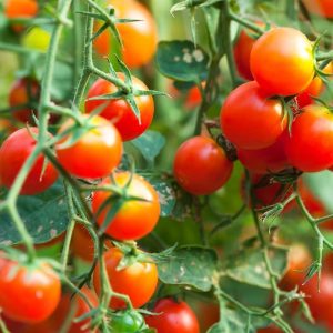 Tomato Baxter's Early Bush Cherry ~ New 2026