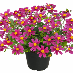 Bidens BEE Pink Buzz ~ New 2026