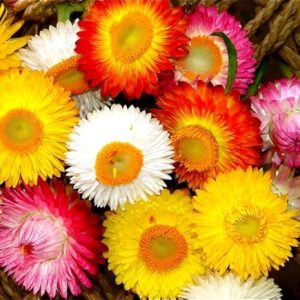 Bracteantha (Strawflower) Bikini Bright Mix ~ New 2026
