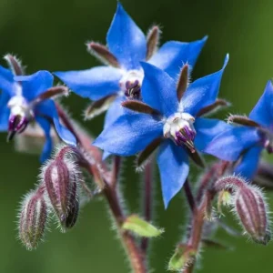 Borage