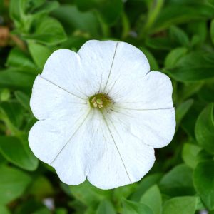 Petunia Cascadias™ Iceberg ~ New 2026