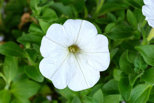Petunia Cascadias™ Iceberg ~ New 2026