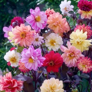 Dahlia Diablo Mix ~ New 2026