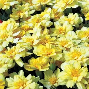 Marigold  Alumia Vanilla Cream
