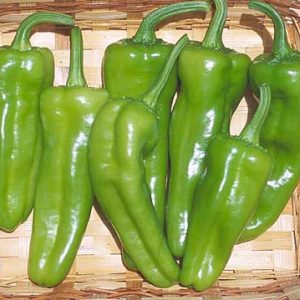 Pepper Pepperoncini Italian ~ New 2026