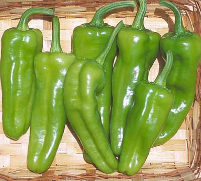 Pepper Pepperoncini Italian ~ New 2026
