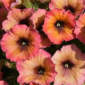 Petunia Cascadias™ Arizona Sky ~ New 2026