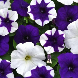 Petunia Easy Wave® Déjà Vu Mixture ~ New 2026
