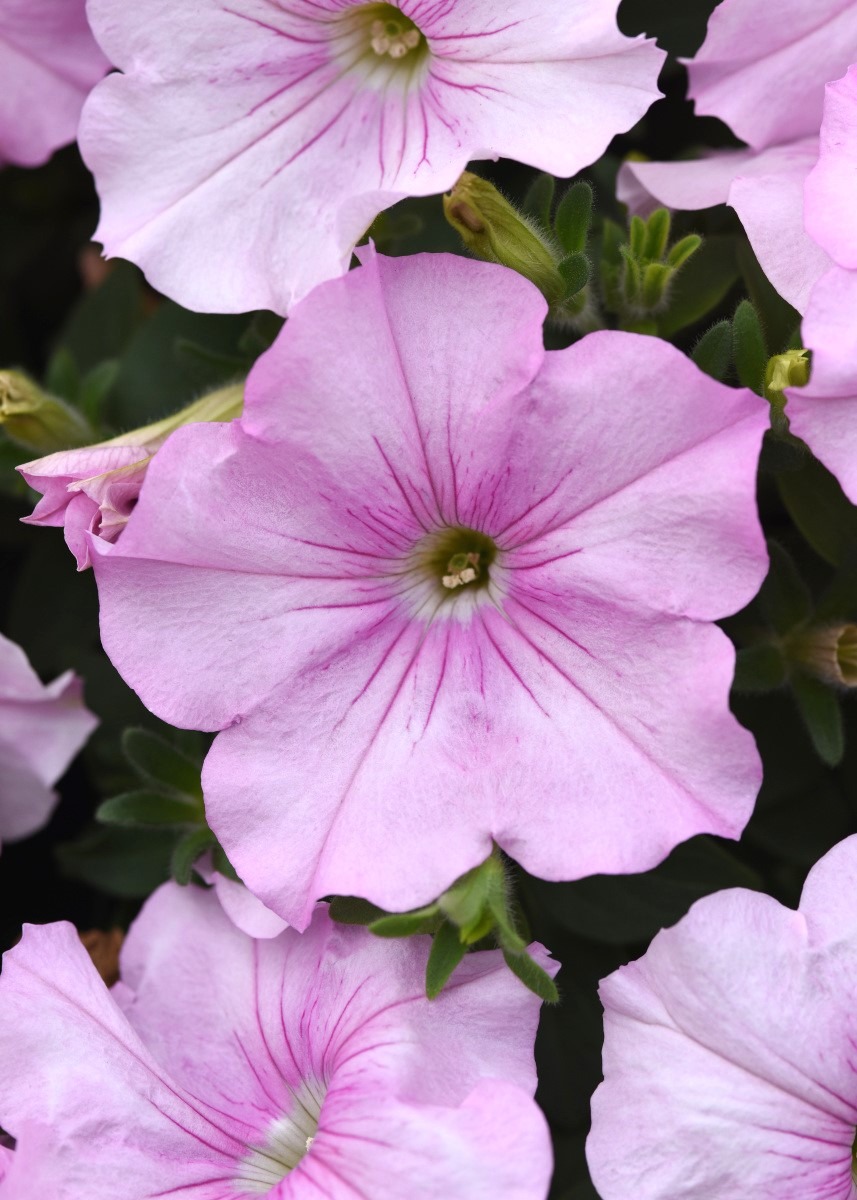 Petunia Easy Wave® Pink Pearl ~ New 2026