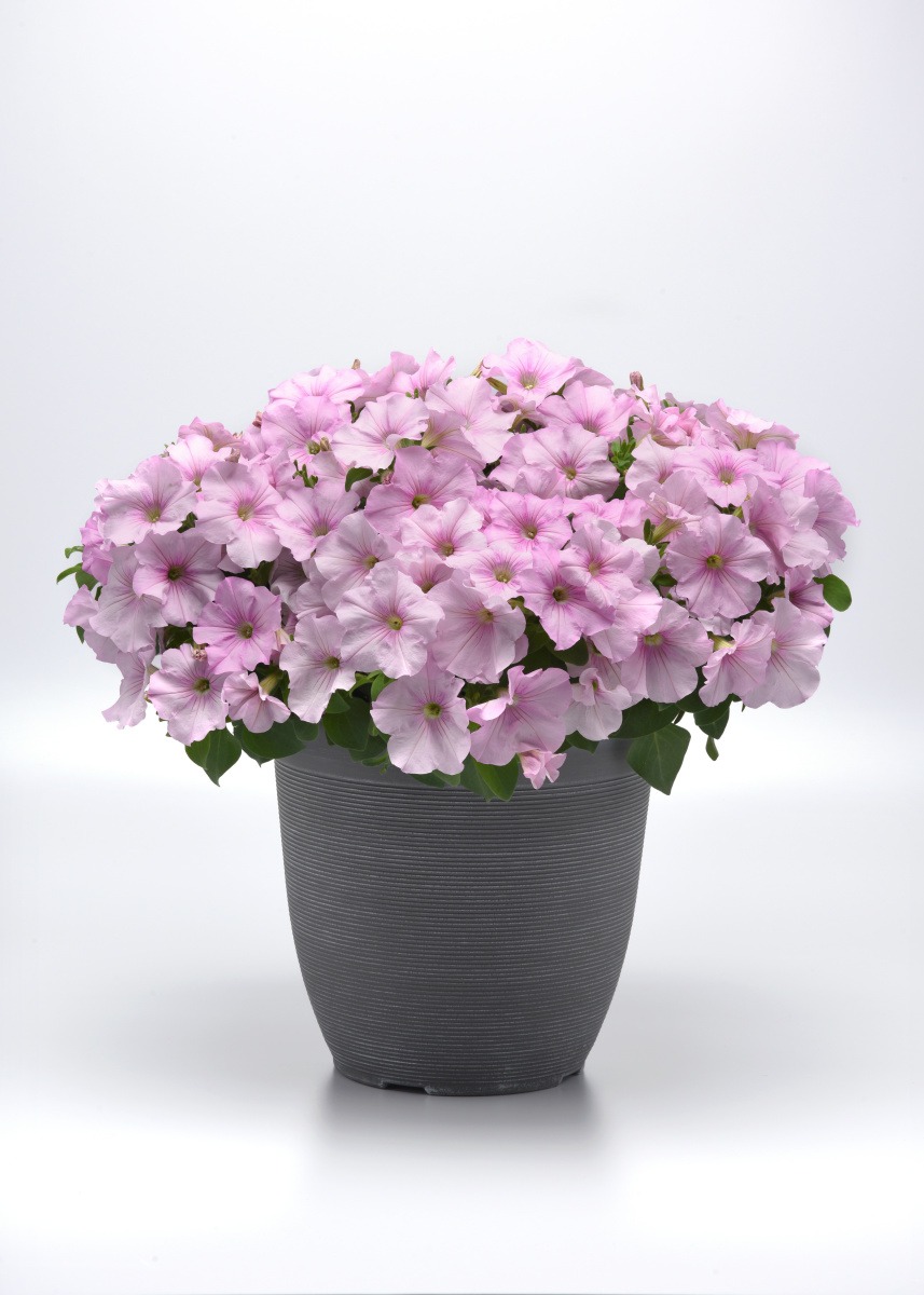 Petunia Easy Wave® Pink Pearl ~ New 2026 - Image 2