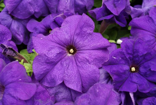 Petunia Limbo™ Mid Blue