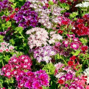 Phlox Twinkle Mix ~ New 2026