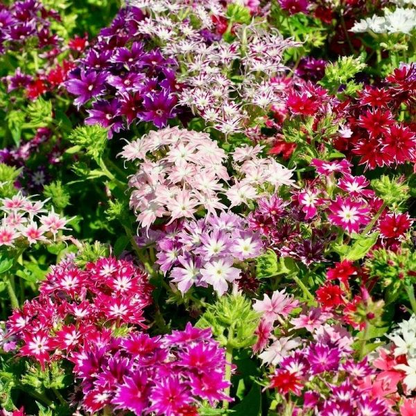 Phlox Twinkle Mix ~ New 2026