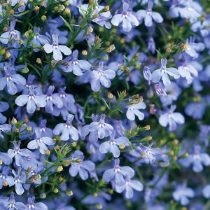 Lobelia Riviera Sky Blue