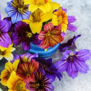 Salpiglossis (Painted Tongue) Mini Doll Mix ~ New 2026