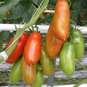 Tomato San Marazano Compact ~ New 2026