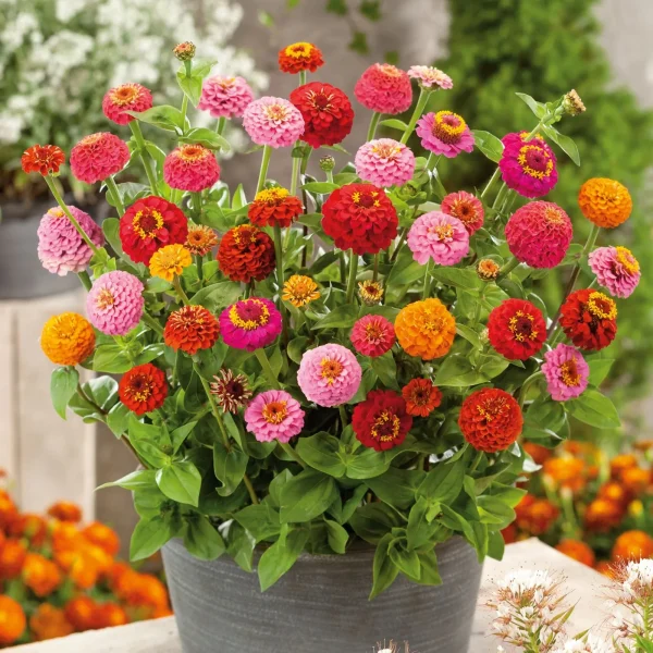 Zinnia Thumbelina Dwarf Mix ~ New 2026 - Image 2