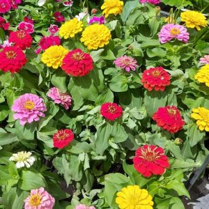 Zinnia Thumbelina Dwarf Mix ~ New 2026