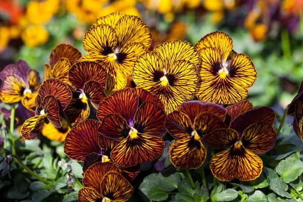 Viola Tiger Eye Mix ~ New 2026