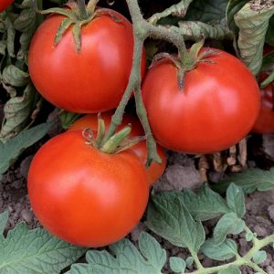 Tomato Bush Beefsteak ~ New 2026