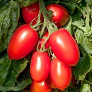 Tomato Plum Red