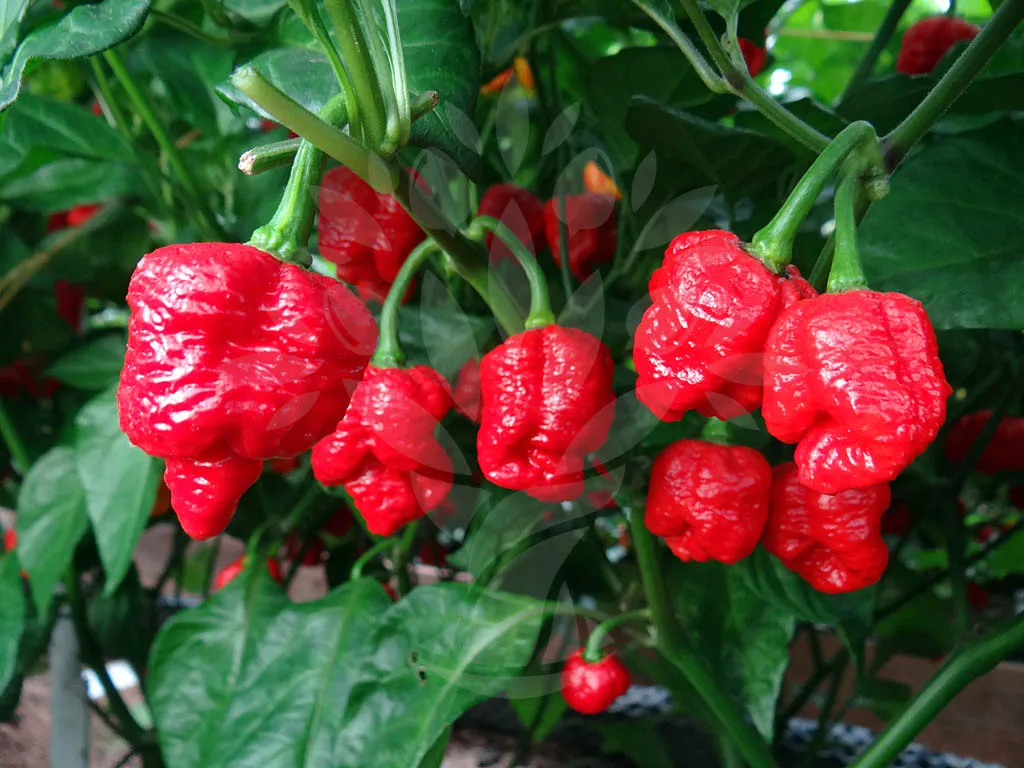 Pepper Trinidad Scorpion