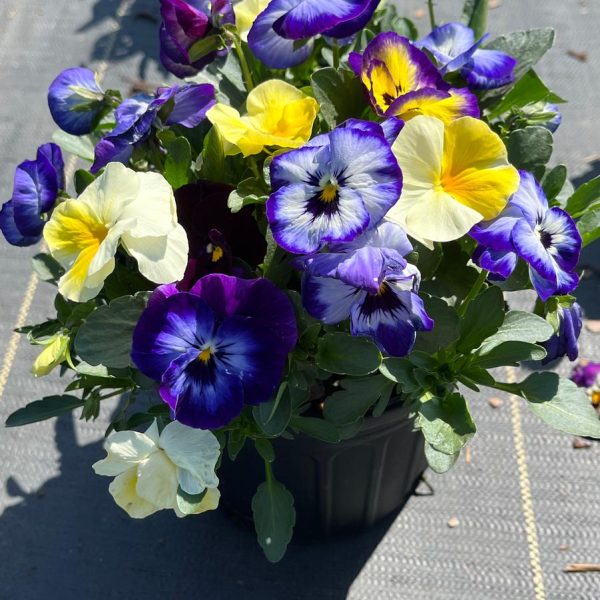 Viola ColorMax Lemonberry Pie Mix ~ New 2026 - Image 2