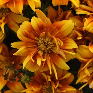 Bidens BEE Alive Double Orange ~ New 2026