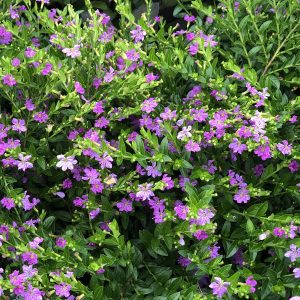 Cuphea Lavender Lace ~ New 2026