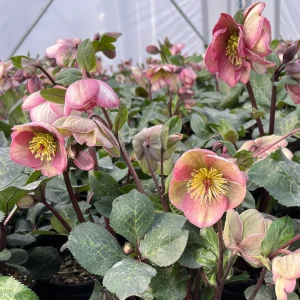Helleborus FrostKiss™ Bayli's Blush ~ NEW 2026