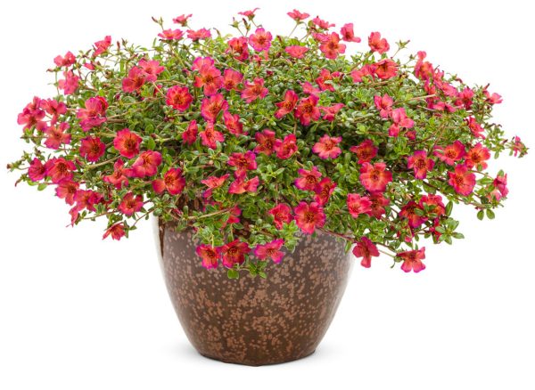 Portulaca Mojave® Red ~ New 2026 - Image 3