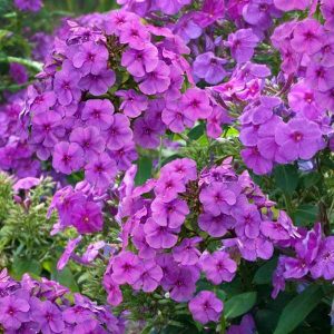 Phlox Flame™ Purple