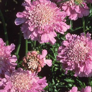 Scabiosa Pink Mist
