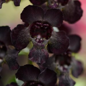 Angelonia AngelFlare™ Black ~ New 2026