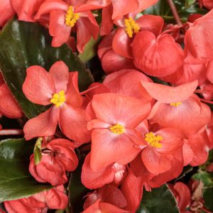 Begonia Surefire® Cascade™ Red