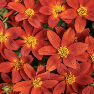Bidens Campfire® Red Ember ~ New 2026