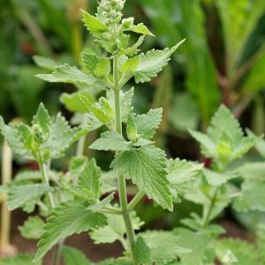 Nepeta cataria "Catnip"