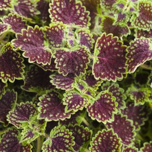 Coleus ColorBlaze® Chocolate Drop