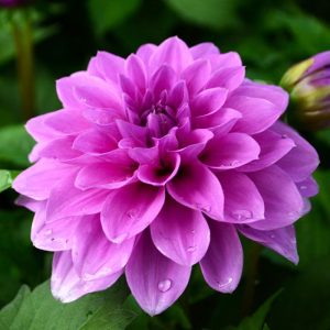 Dahlia Hypnotica® Lavender ~ New 2026