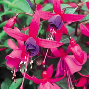 Fuchsia Shadow Dancers® Marcia ~ New 2026