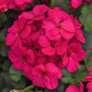 Geranium Super Moon™ Violet ~ New 2026