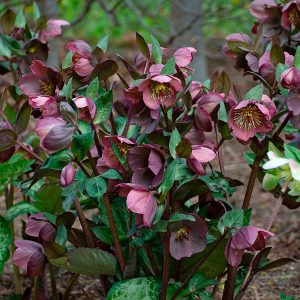 Helleborus FrostKiss™ Pippa's Purple ~ NEW 2026