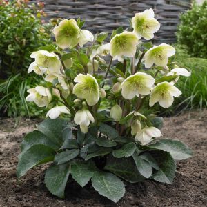 Helleborus FrostKiss™ Molly's White ~ NEW 2026