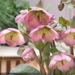 Helleborus FrostKiss™ Dorothy's Dawn ~ NEW 2026
