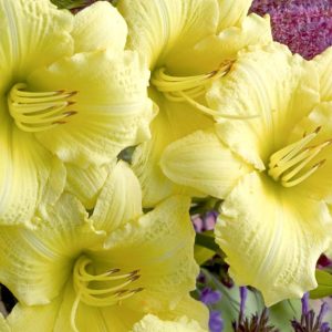 Hemerocallis (Daylily) Rainbow Rhythm® Going Bananas ~ New 2026