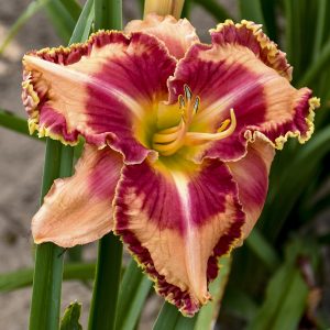 Hemerocallis (Daylily) Rainbow Rhythm® Lake of Fire ~ New 2026