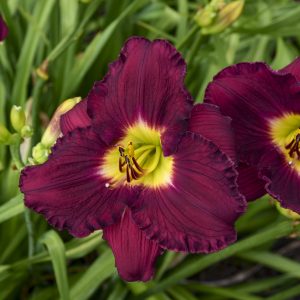 Hemerocallis (Daylily) Rainbow Rhythm® Nosferatu ~ New 2026