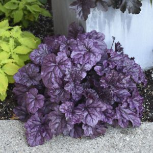 Heuchera Dolce® Wildberry ~ New 2026